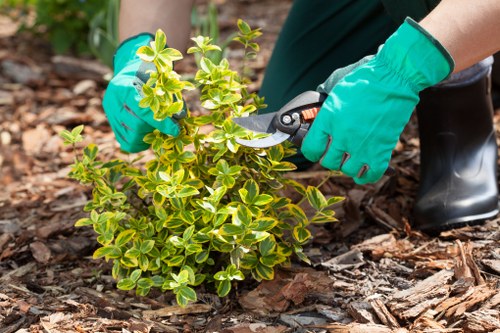 Green waste from tree surgery collected for lawful disposal